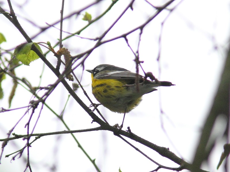 Magnolia Warbler - ML619124219