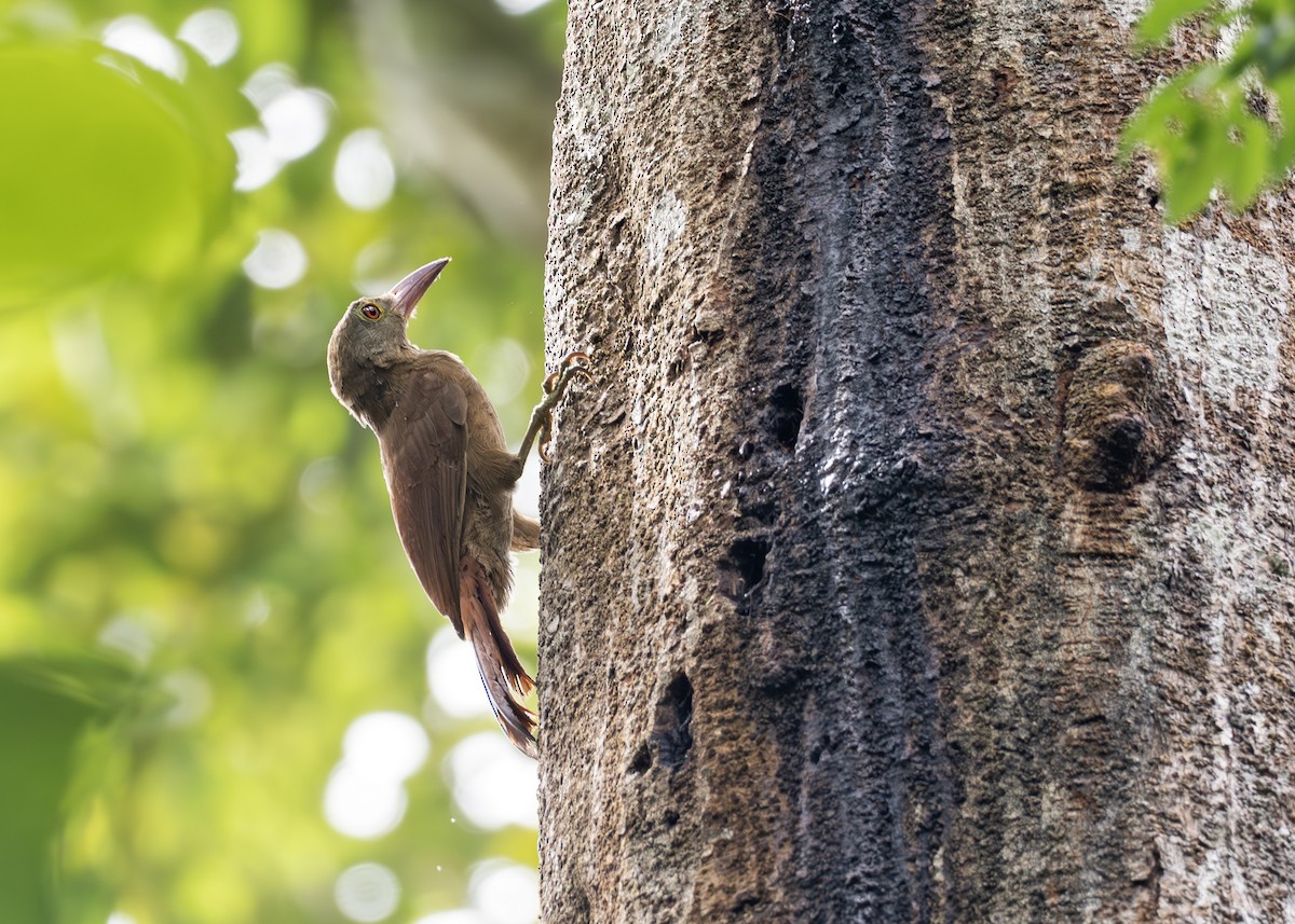 Uniform Woodcreeper - Caio Brito