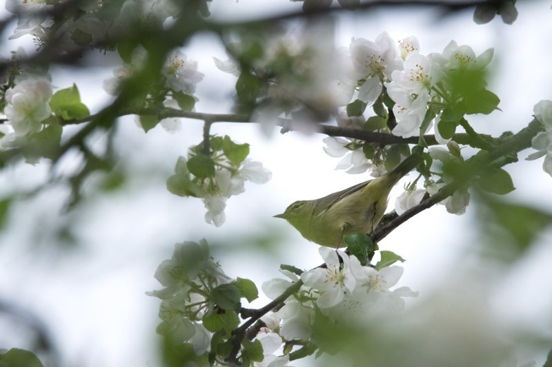 Orange-crowned Warbler - ML619124226