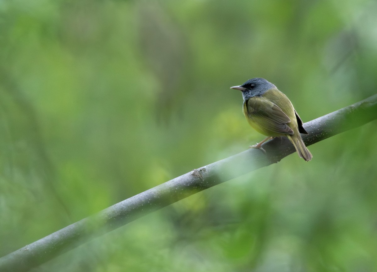Mourning Warbler - James Bachand