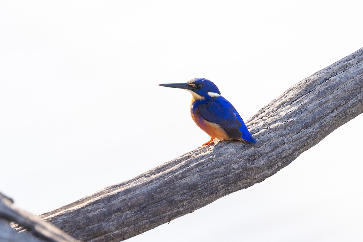 Azure Kingfisher - Graham Possingham