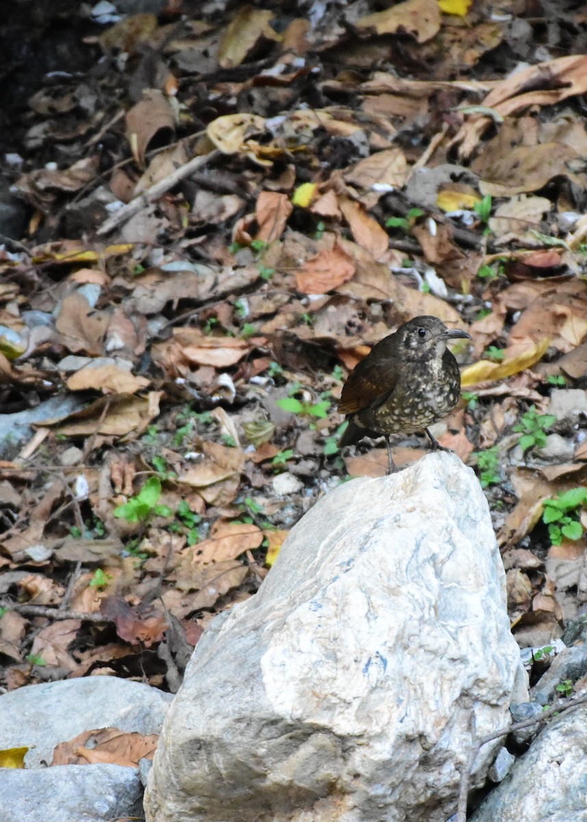 Dark-sided Thrush - ML619124261