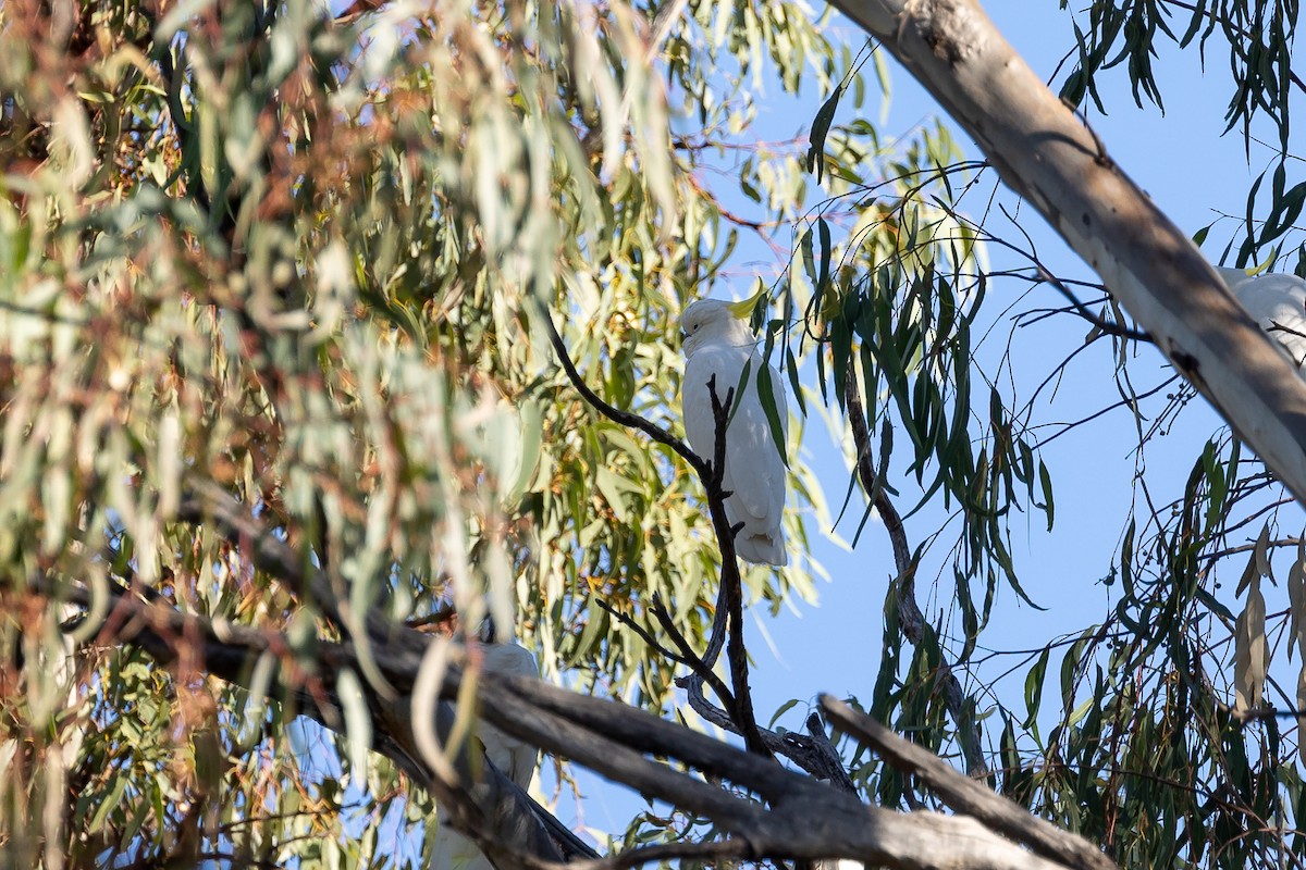 Sulphur-crested Cockatoo - Graham Possingham