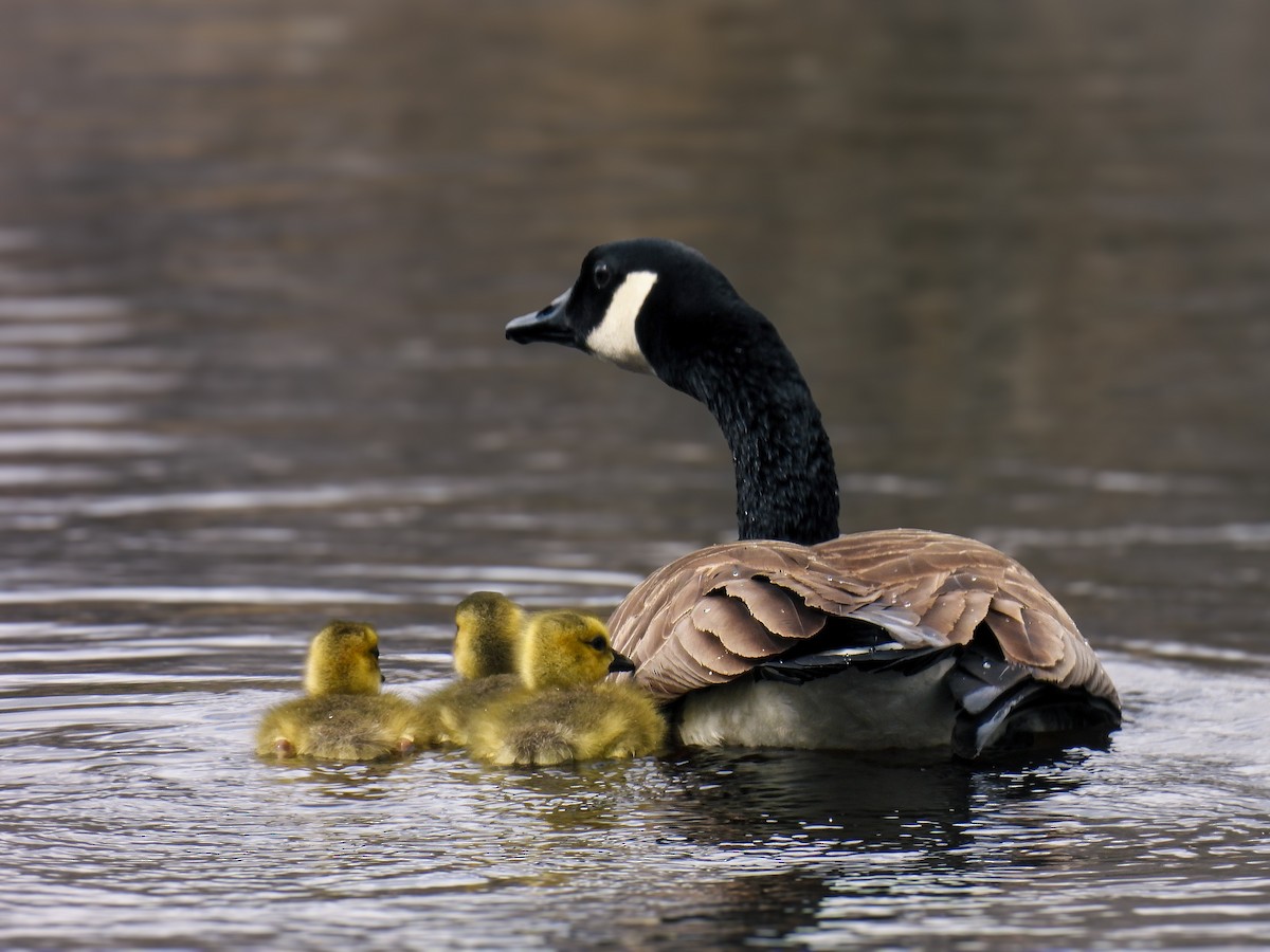 Canada Goose - ML619124271