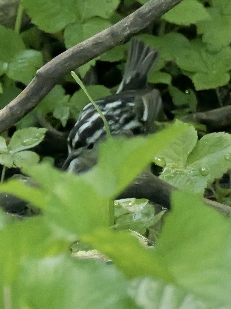 Black-and-white Warbler - Valerie Gebert