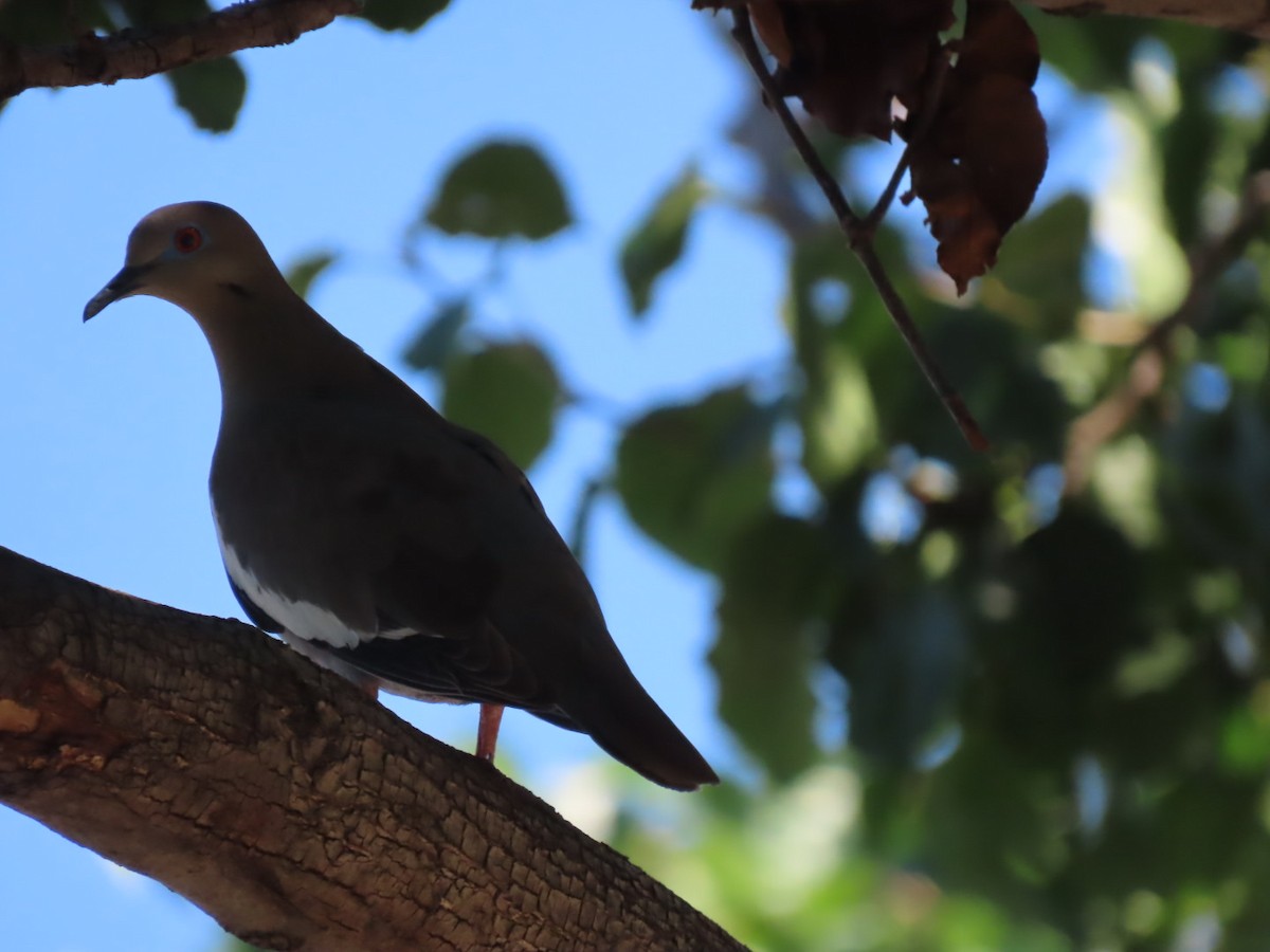 White-winged Dove - Herky Birder