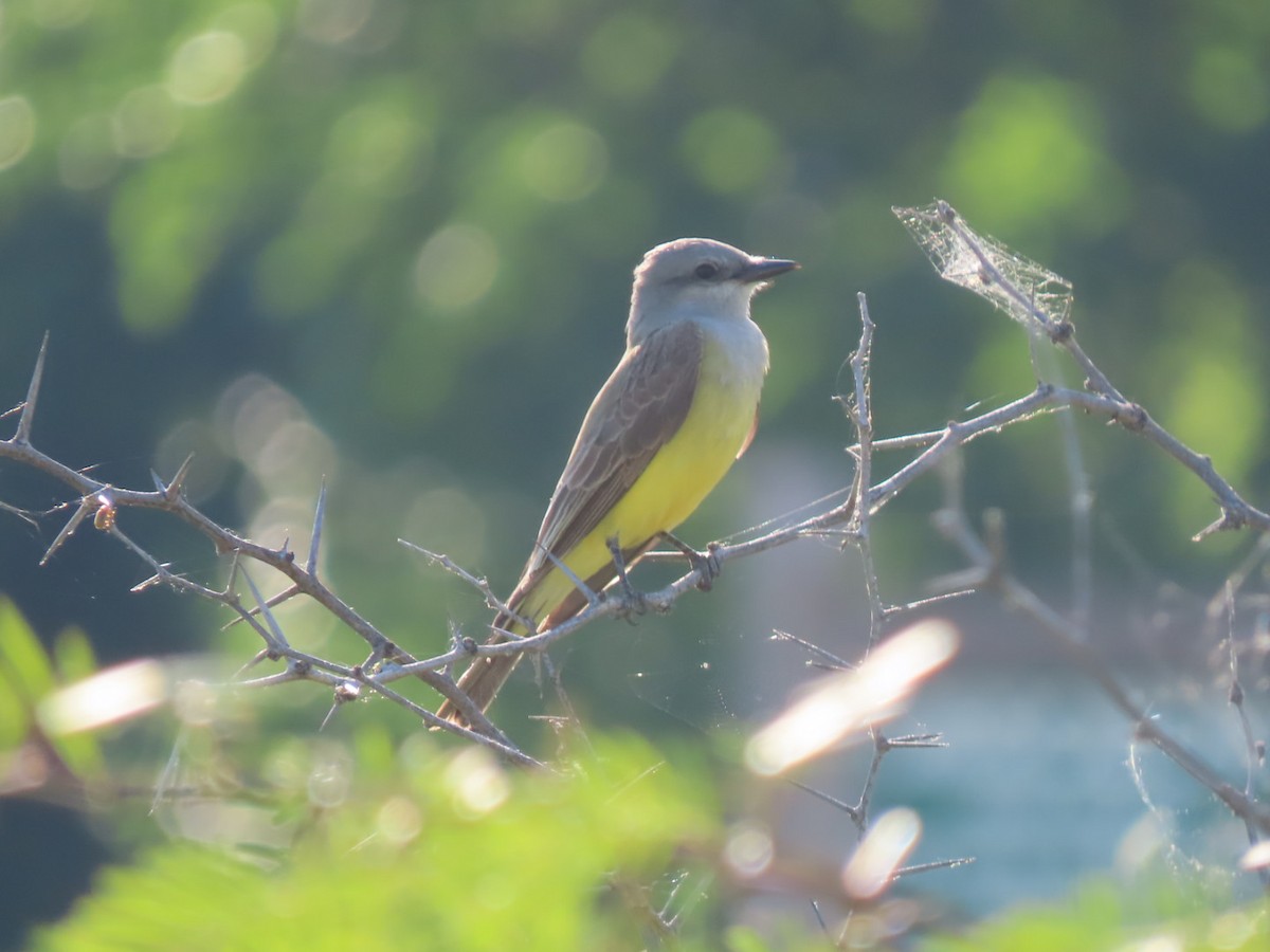 Western Kingbird - Herky Birder