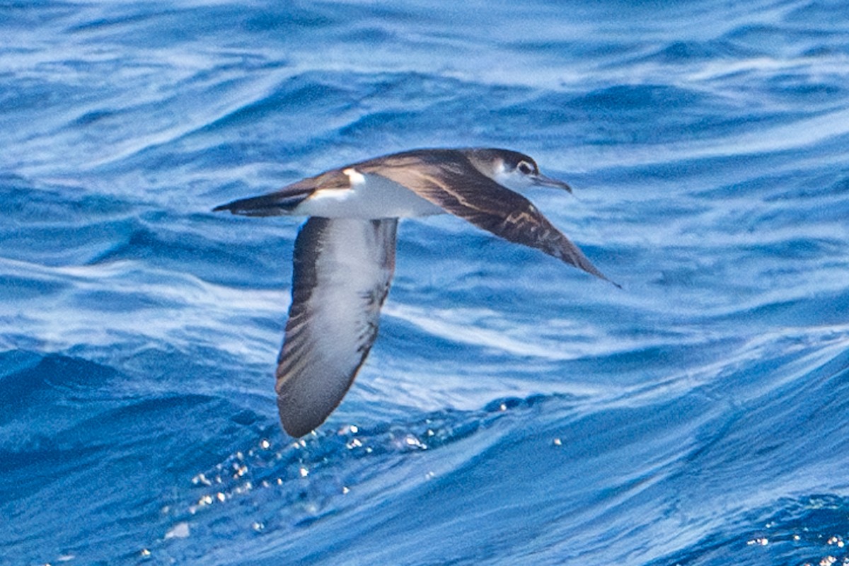 Audubon's Shearwater - Tanya Smythe