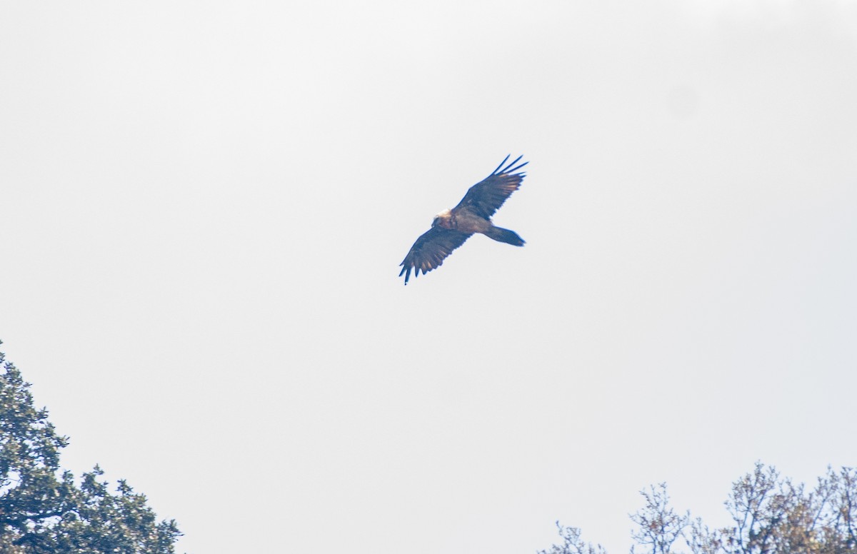 Bearded Vulture - ML619124337