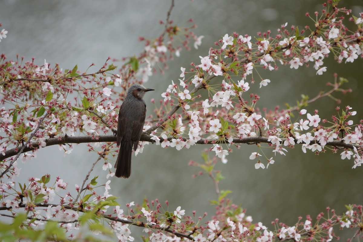 Brown-eared Bulbul - Wenpei Lin