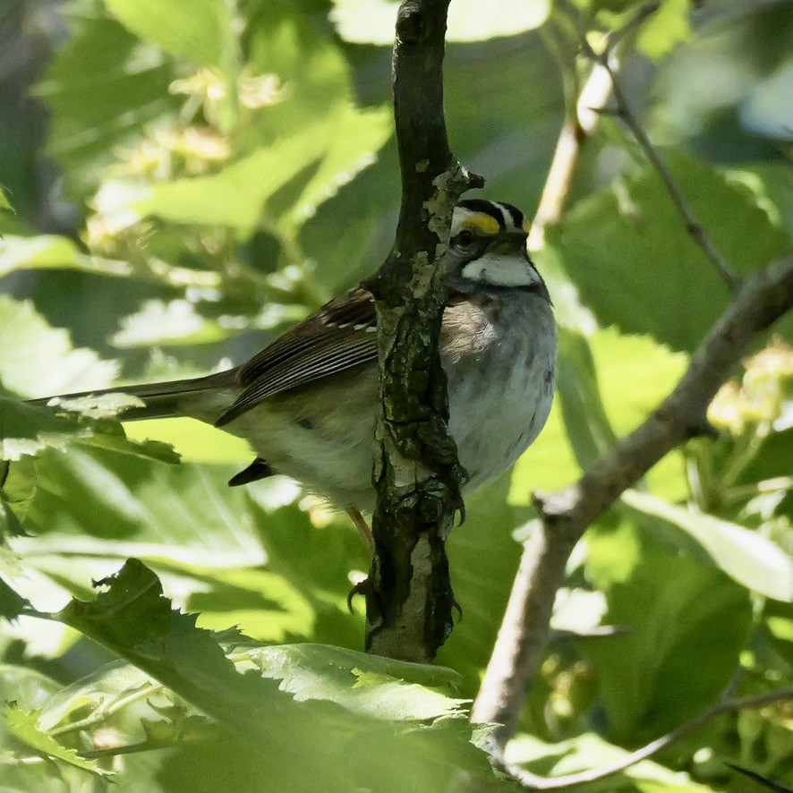 White-throated Sparrow - Valerie Gebert