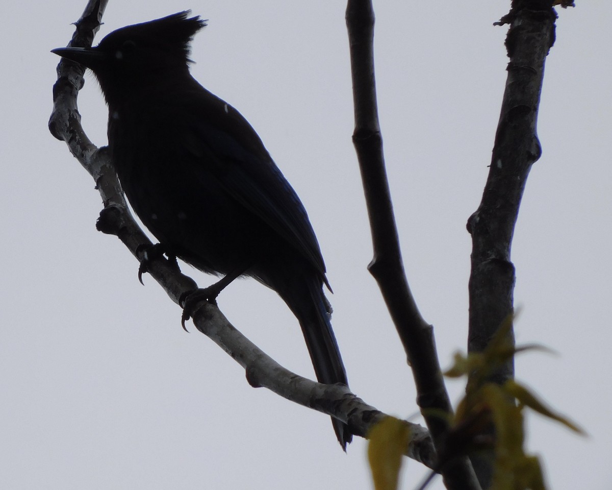 Steller's Jay - ML619124363