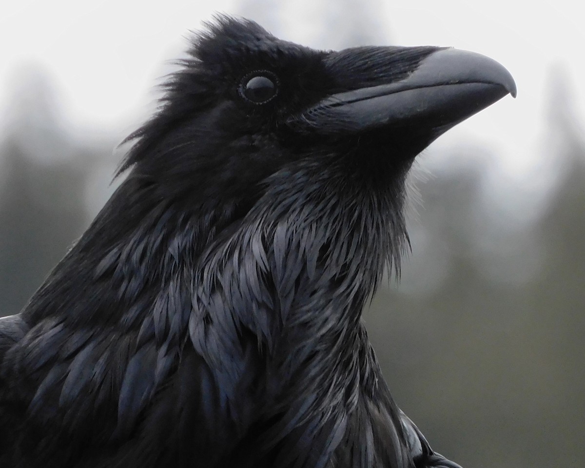 Common Raven - ML619124369