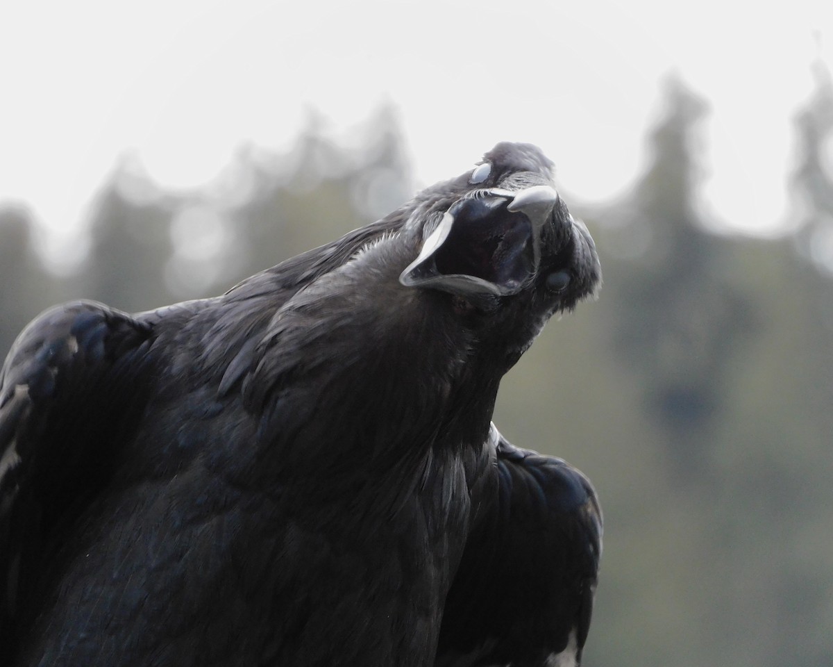 Common Raven - ML619124371