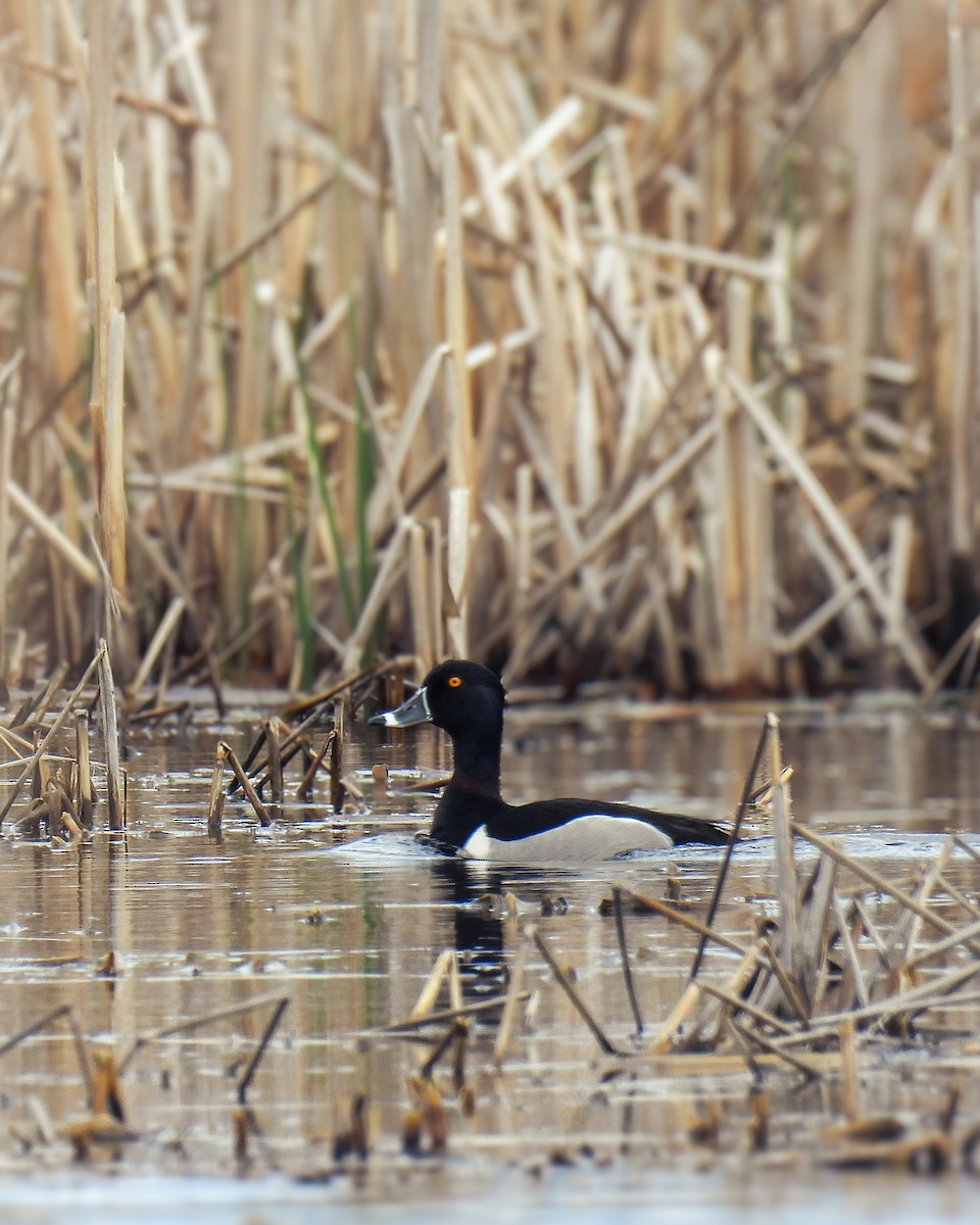 Ring-necked Duck - ML619124378