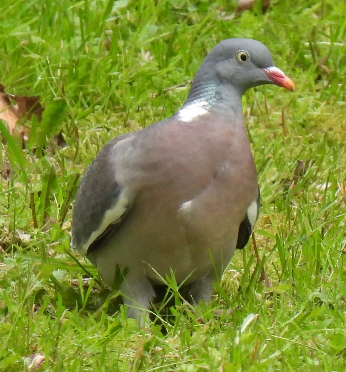 Common Wood-Pigeon - ML619124386