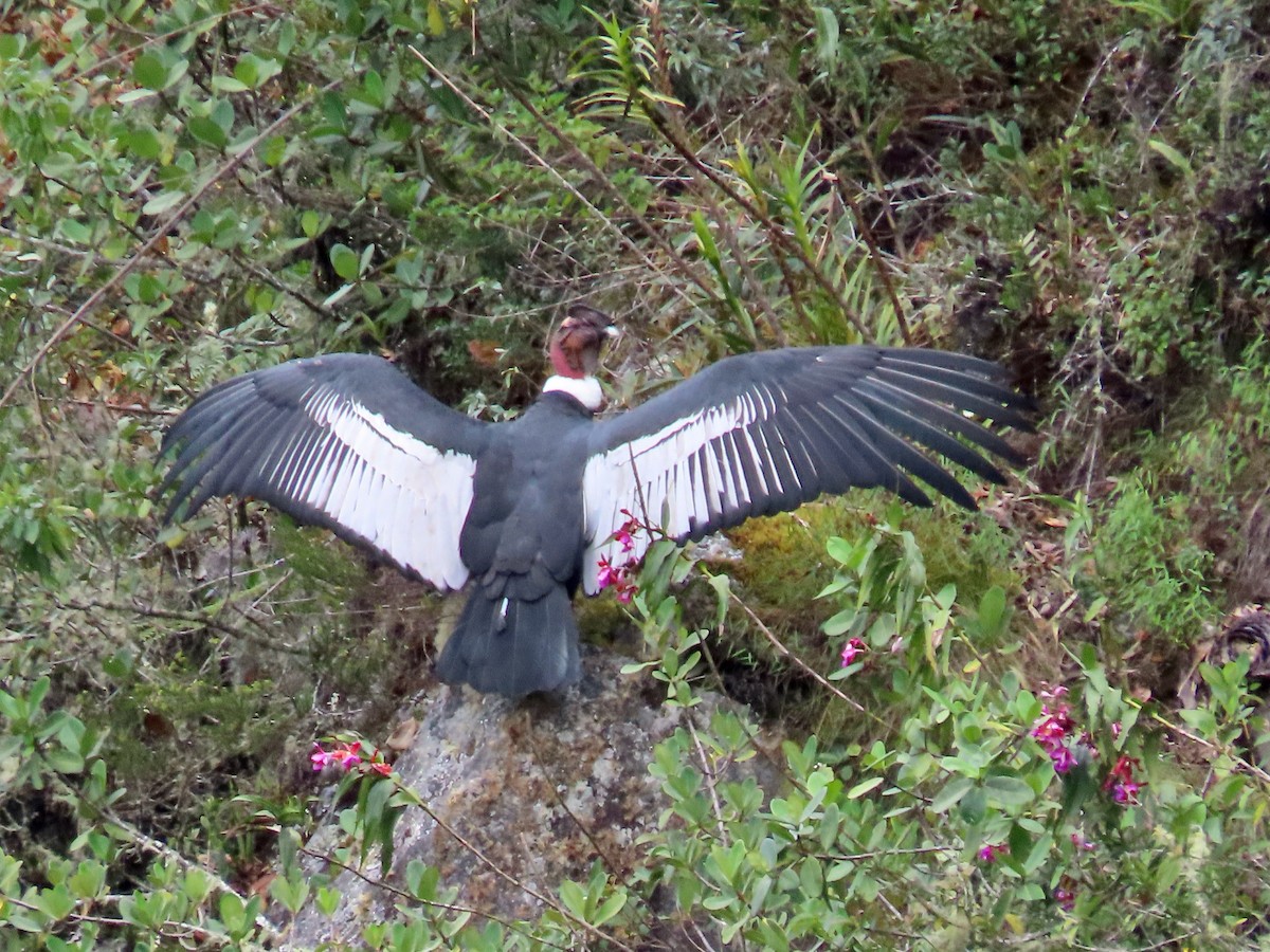 Andean Condor - Greg Vassilopoulos