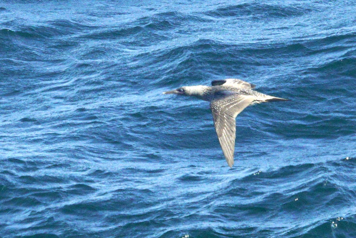 Cape Gannet - Mike Pennington