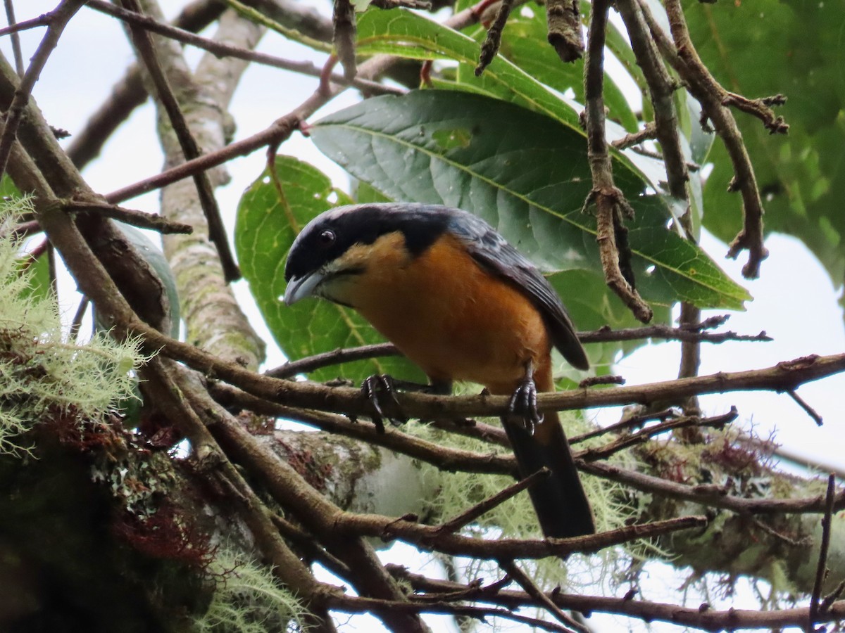 Chestnut-bellied Mountain Tanager - Greg Vassilopoulos