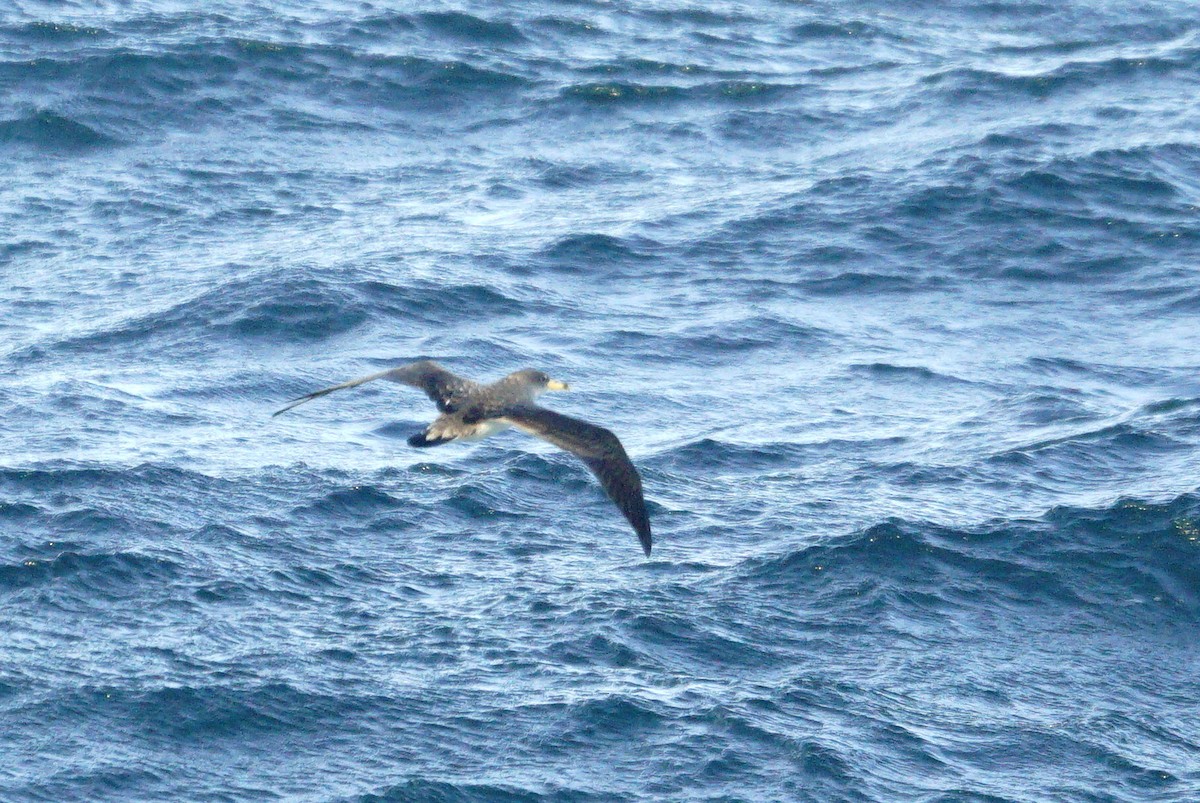 Cory's Shearwater - Mike Pennington