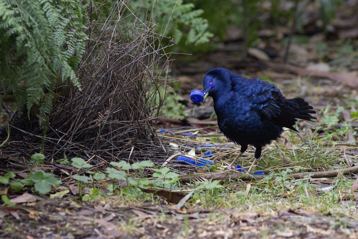 Satin Bowerbird - Greg McLachlan