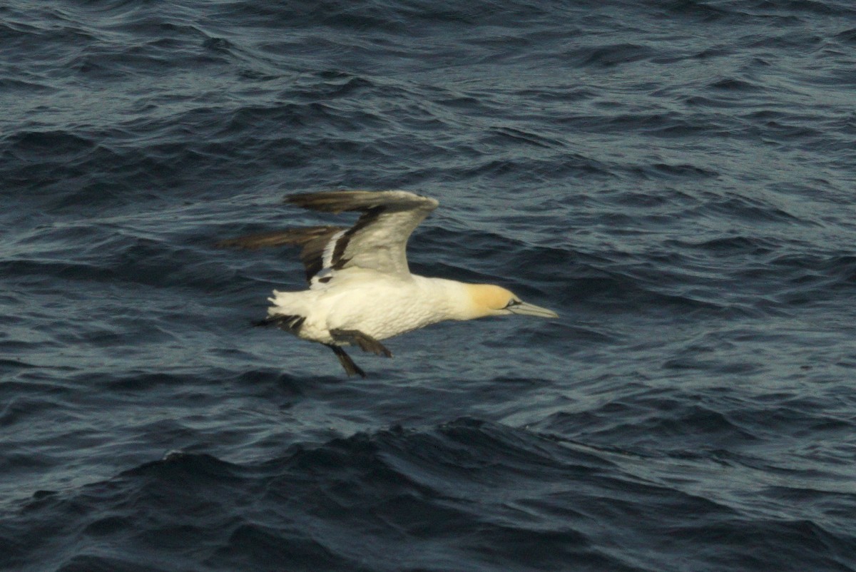 Cape Gannet - Mike Pennington