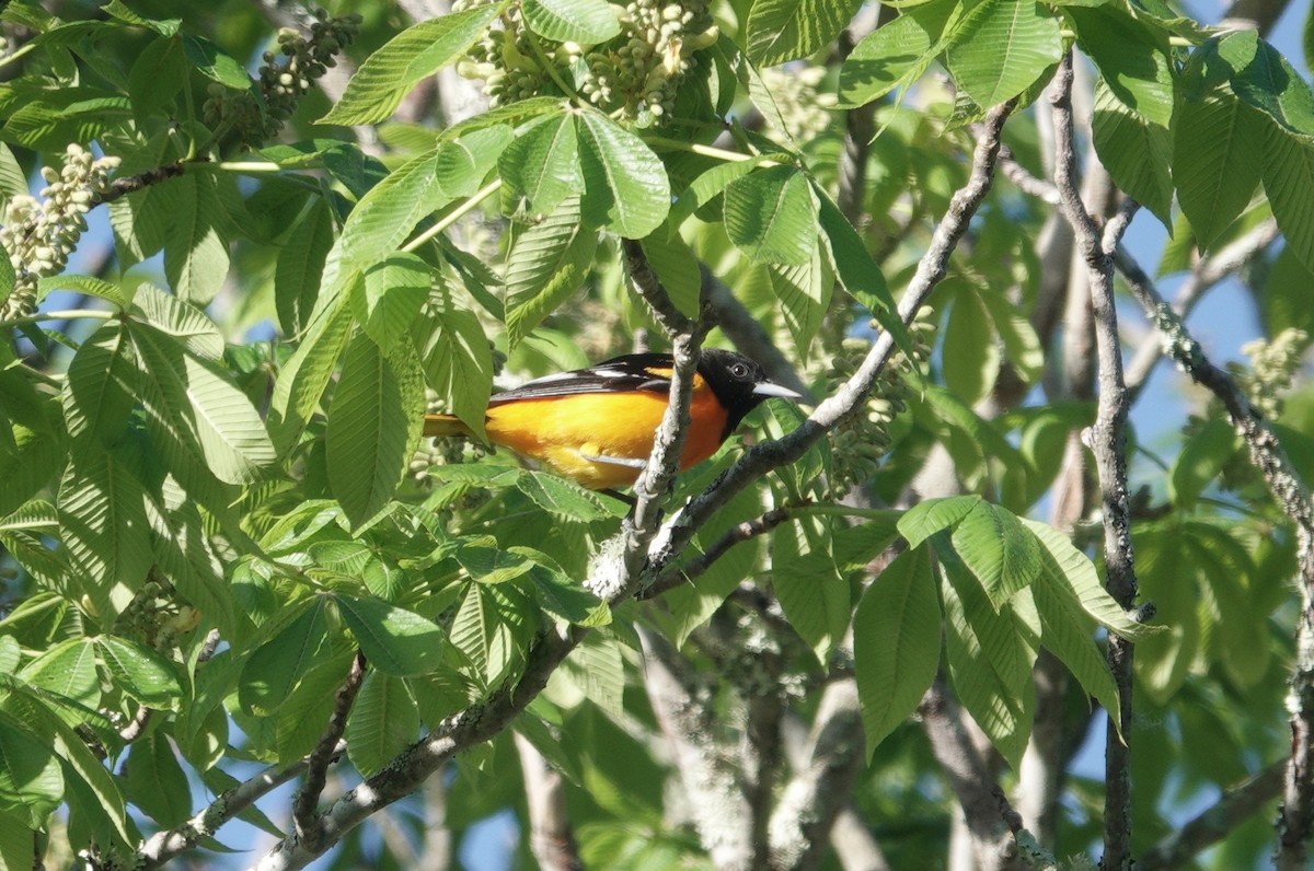 Baltimore Oriole - David Schroder