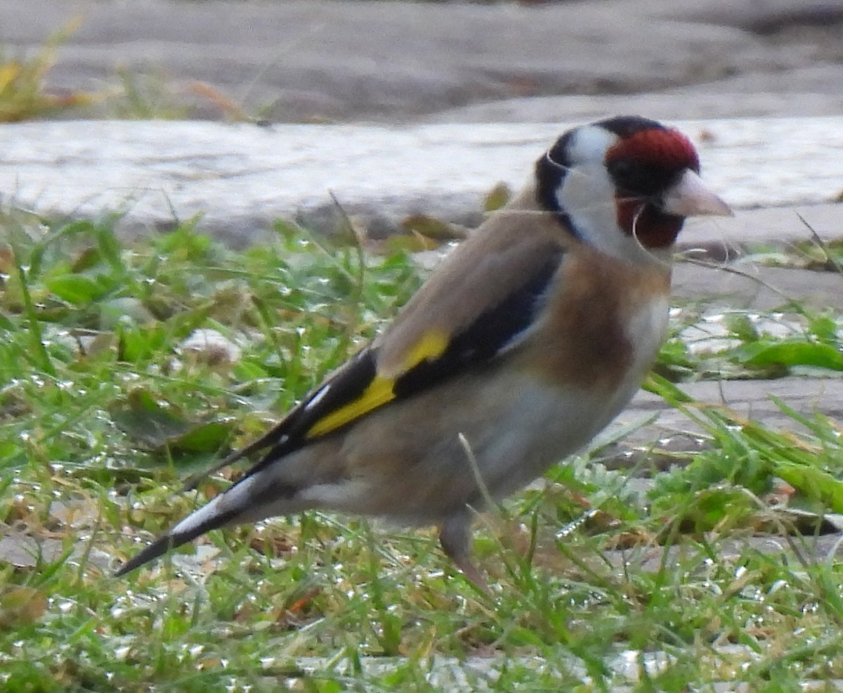 European Goldfinch - Susanne Meidel