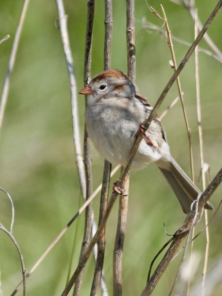 Field Sparrow - Valerie Gebert