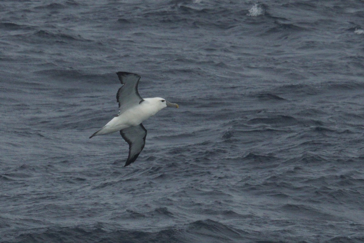 White-capped Albatross - Mike Pennington