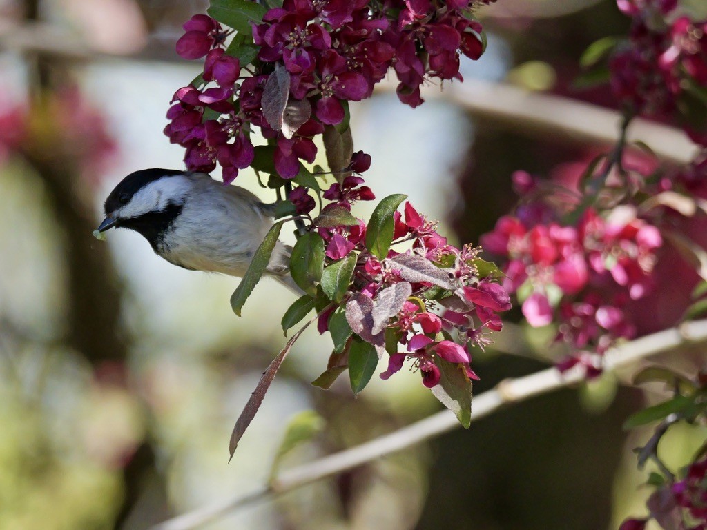 Black-capped Chickadee - Valerie Gebert