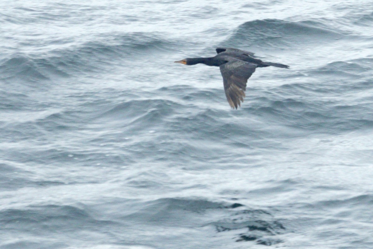 Crowned Cormorant - ML619124562