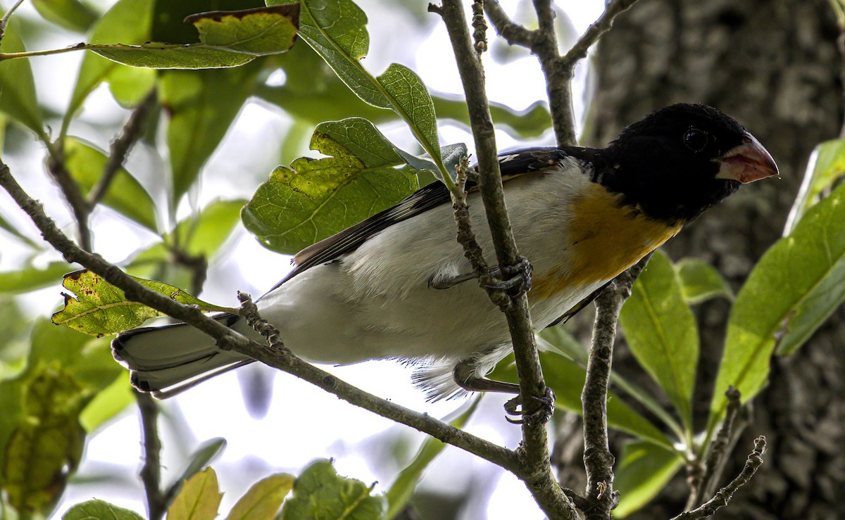 Rose-breasted Grosbeak - Patrick Morgan