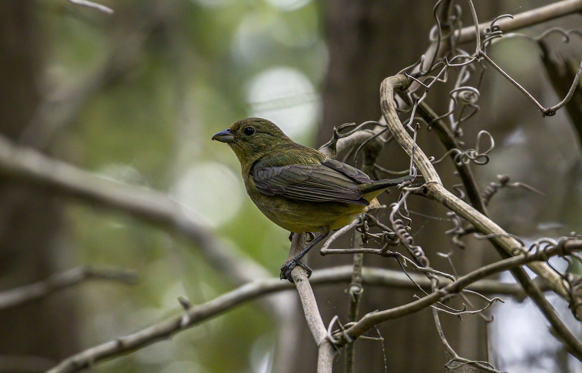 Painted Bunting - Patrick Morgan