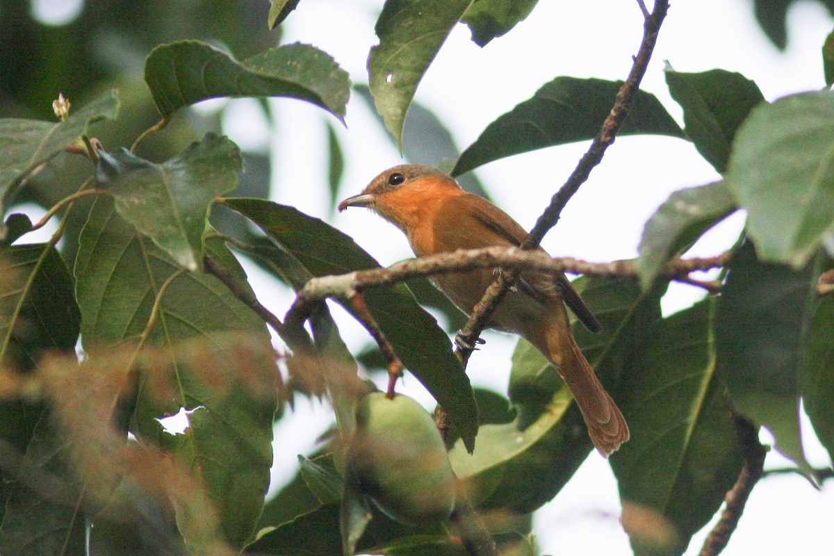 Chestnut-crowned Becard - Per Smith