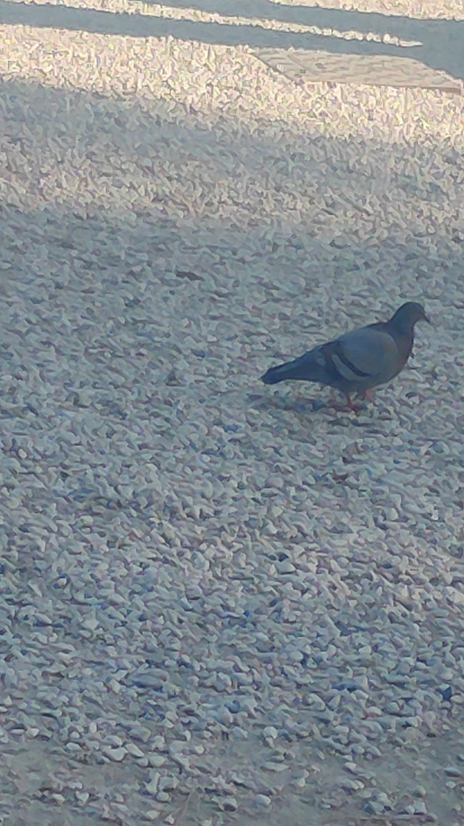 Rock Pigeon (Feral Pigeon) - ML619124606