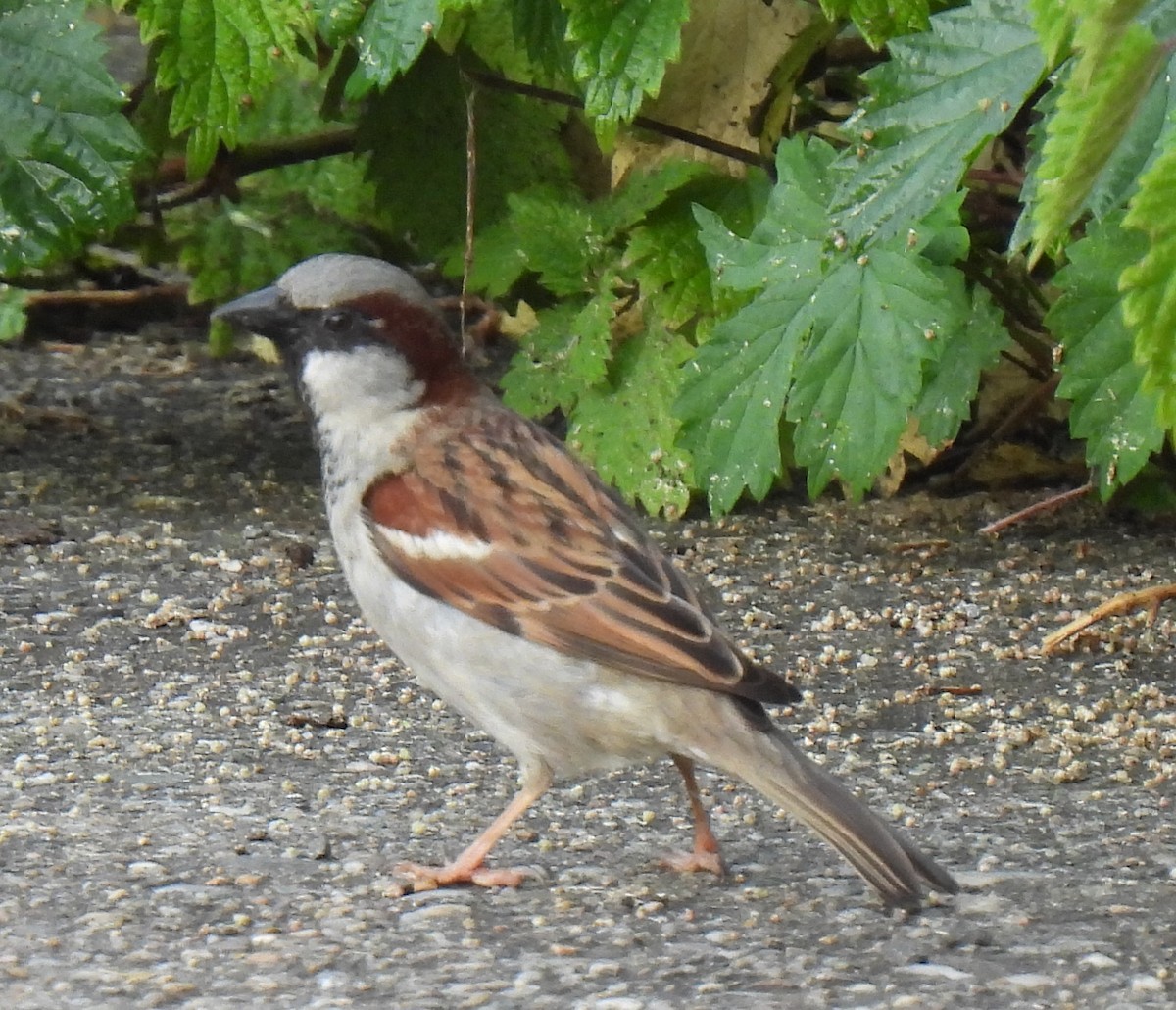 House Sparrow - Susanne Meidel