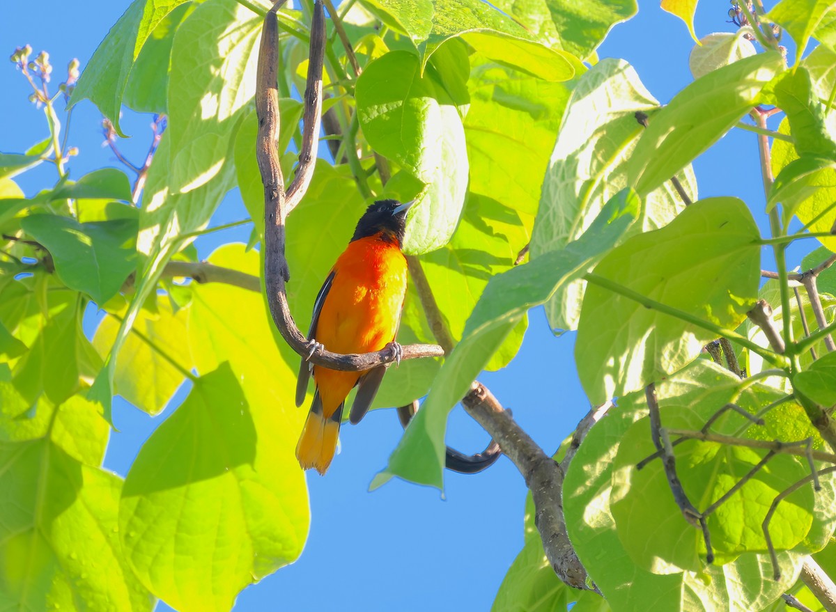 Baltimore Oriole - ML619124627