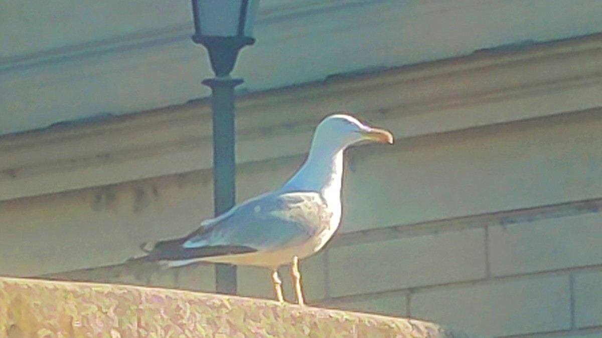 Yellow-legged Gull - Anonymous