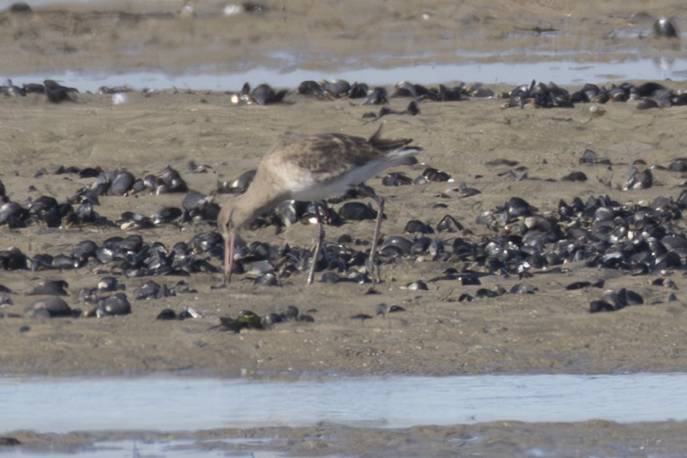 Black-tailed Godwit - Ron` Waters