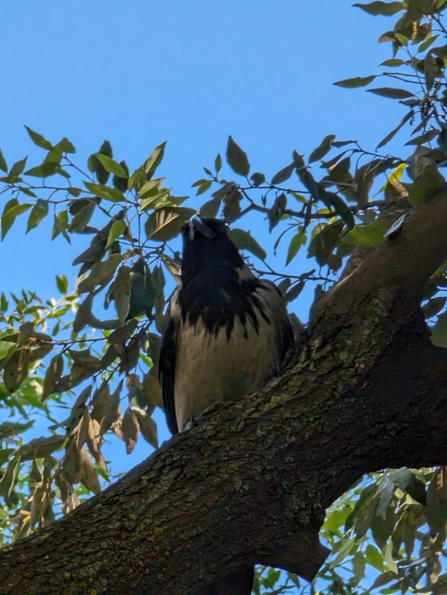 Hooded Crow - Anonymous