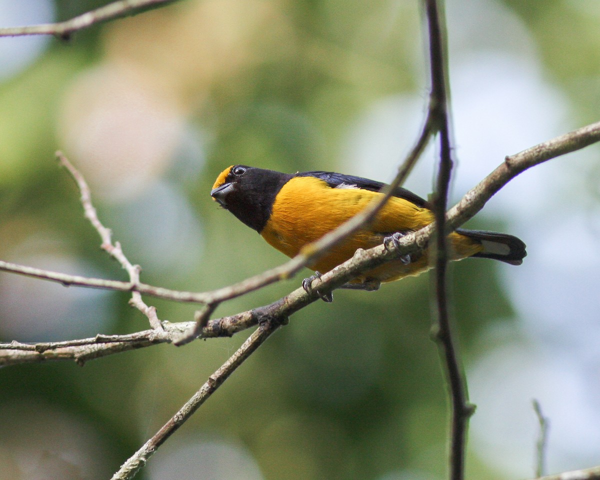 Orange-bellied Euphonia - ML619124684