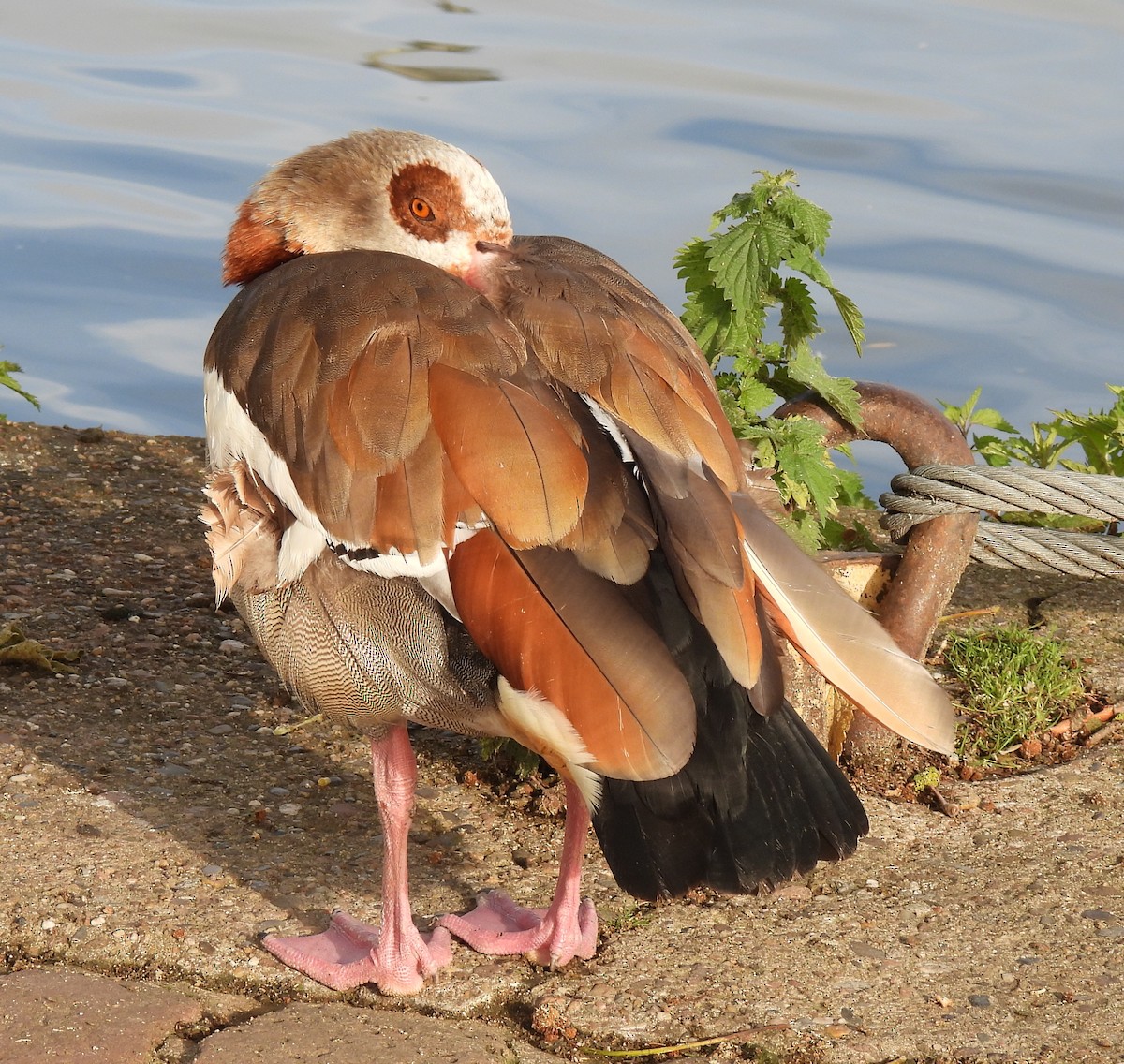 Egyptian Goose - Susanne Meidel