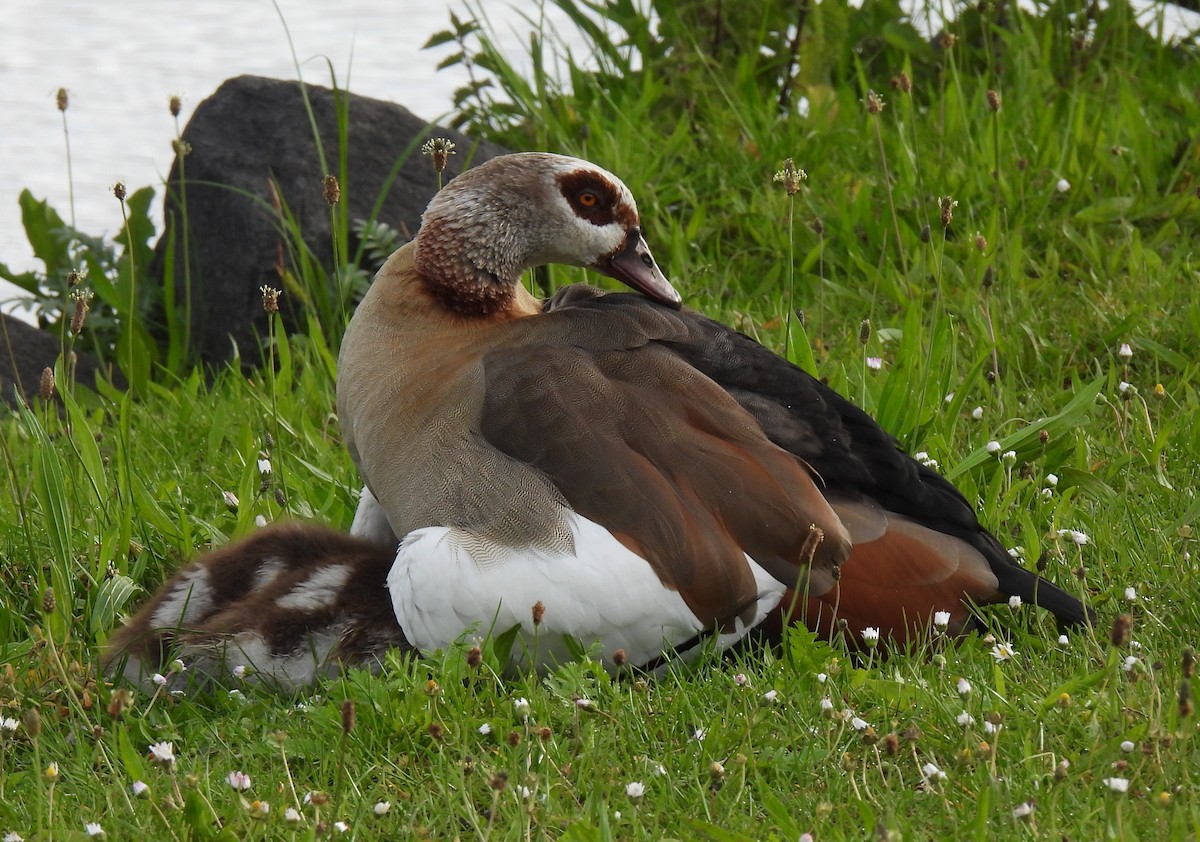 Egyptian Goose - Susanne Meidel