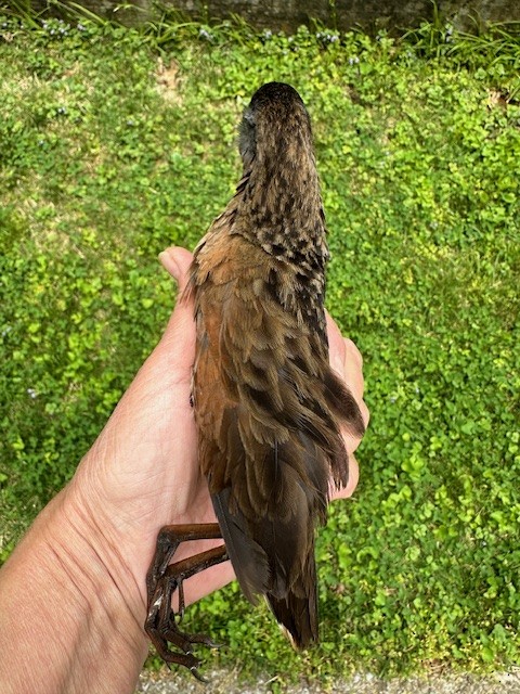 Virginia Rail - KY ARCHIVIST (scribe Kathy Caminiti) Data