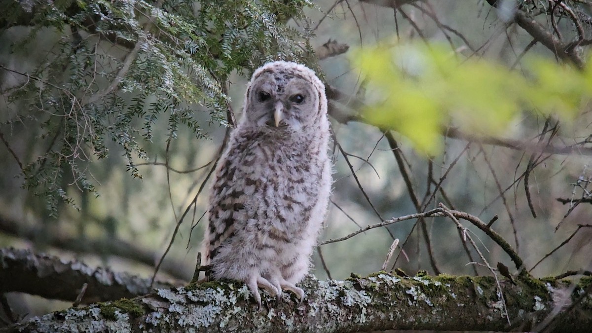 Barred Owl - Ken Milender