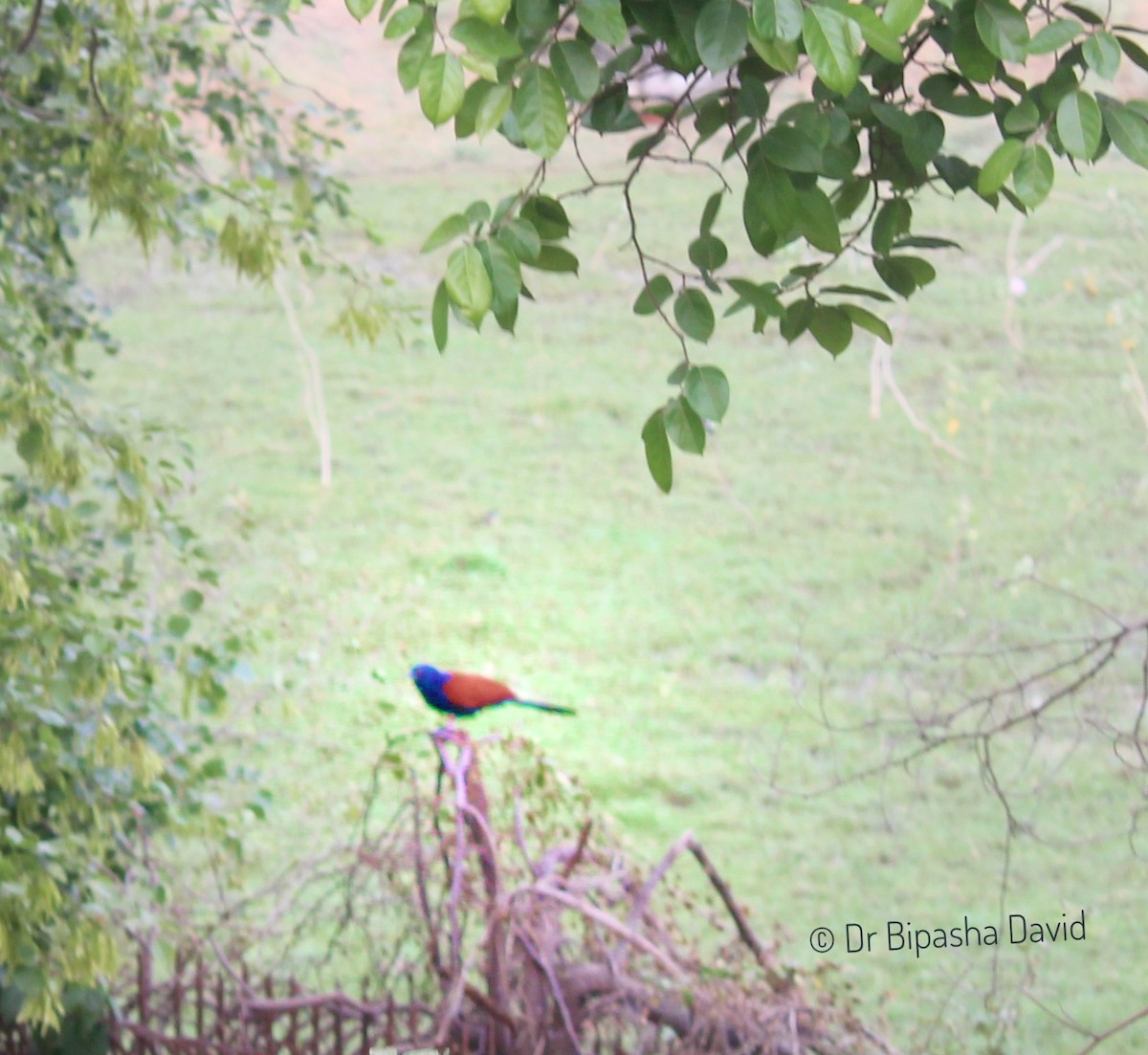 Greater Coucal - Dr Bipasha David