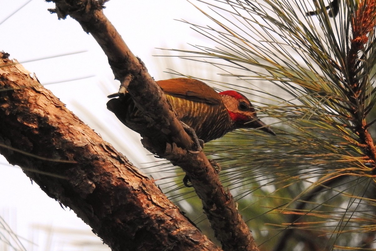 Golden-olive Woodpecker - Pablo Bedrossian