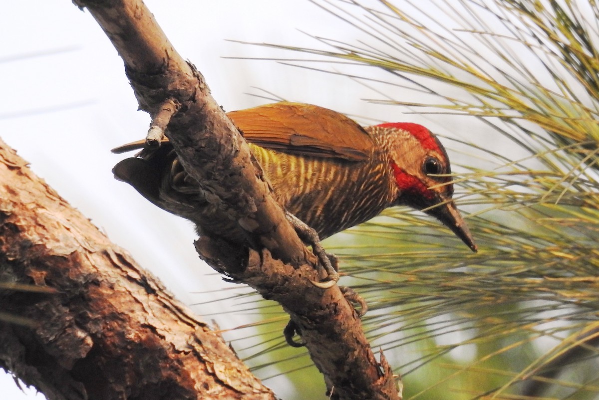 Golden-olive Woodpecker - Pablo Bedrossian