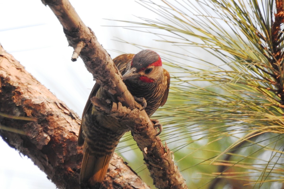 Golden-olive Woodpecker - Pablo Bedrossian